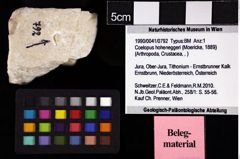 Foto (Objket + Etiketten) von Coelopus hoheneggeri (Moericke, 1889) 